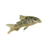 Corydoras