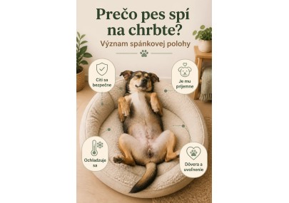 Prečo pes spí na chrbte? Význam spánkovej polohy | AZPET