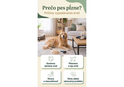 Prečo pes pĺzne? Príčiny vypadávania srsti | AZPET