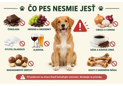 Čo nesmie jesť pes? Nebezpečné potraviny pre psov | AZPET