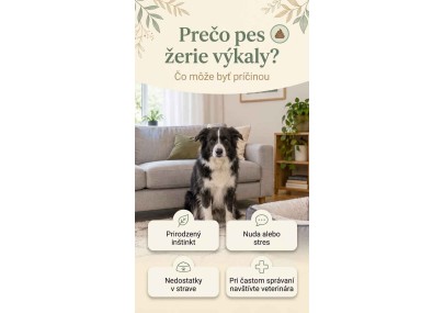 Prečo pes žerie výkaly? Príčiny a riešenia | AZPET