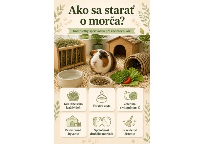 Ako sa starať o morča? Kompletný sprievodca pre začiatočníkov | AZPET