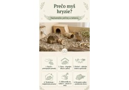 Prečo myš hryzie? Najčastejšie príčiny a riešenia | AZPET