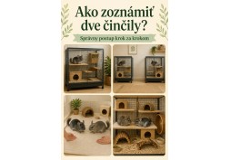 Ako zoznámiť dve činčily? Správny postup krok za krokom | AZPET